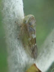 Tremulicerus distinguendus