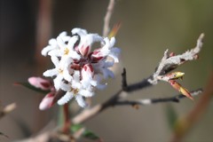 Leucopogon capitellatus