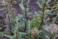 Hyptis rhytidea