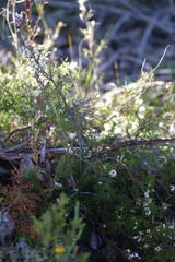 Leucopogon capitellatus