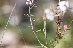 Leucopogon capitellatus