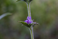 Hyptis rhytidea