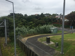 Tremulicerus distinguendus