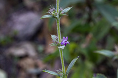 Hyptis rhytidea