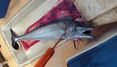 Acanthocybium solandri