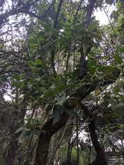 Aegiphila ferruginea