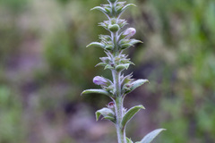 Hyptis rhytidea