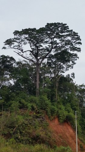 Pinus krempfii