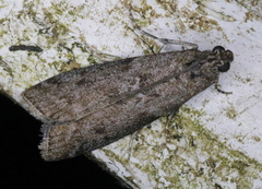 Pyla fusca