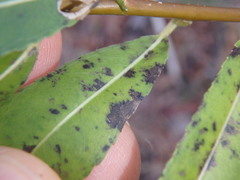 Dermateaceae