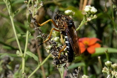 Dicranus
