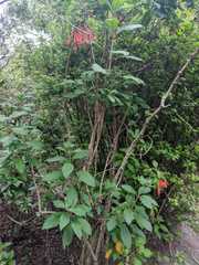 Fuchsia vulcanica