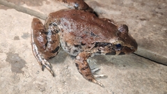 Limnonectes macrodon