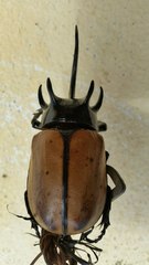 Eupatorus gracilicornis