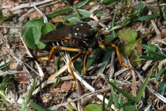 Dicranus