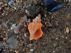 Phycothais reticulata