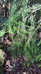 Dacrydium elatum