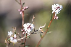 Leucopogon capitellatus