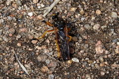 Dicranus