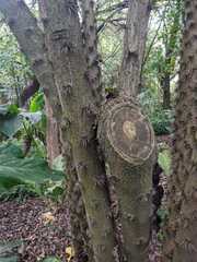 Barnadesia parviflora