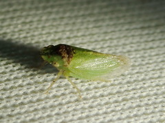 Xerophloea viridis