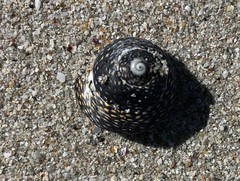 Chlorodiloma odontis