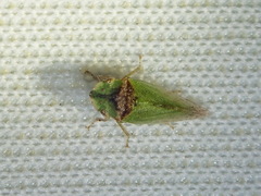 Xerophloea viridis