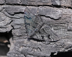 Xanthorhoe anthracinata