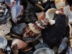 Maculotriton serriale