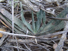 Gasteria disticha