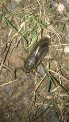 Lethocerus indicus