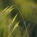 Oat Spear Grass - Photo (c) Reiner Richter, some rights reserved (CC BY-NC-SA), uploaded by Reiner Richter