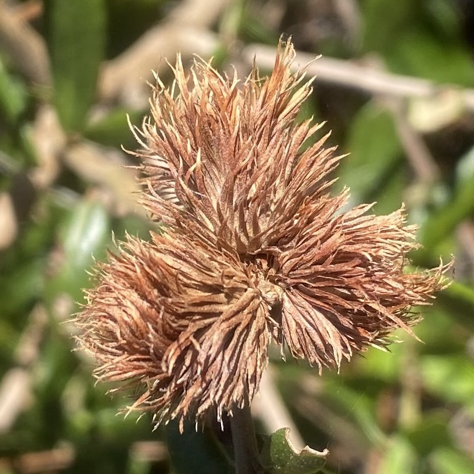 leafy oak gall wasp
