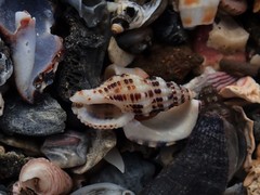 Maculotriton serriale