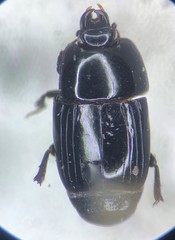 Platysoma aurelianum