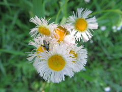Erigeron annuus