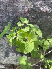 Ocimum labiatum