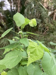 Abutilon hypoleucum