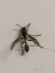 Mischocyttarus