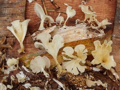 Neoclitocybe byssiseda