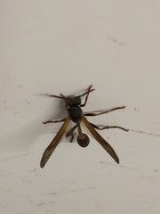Mischocyttarus