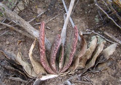 Gasteria disticha