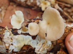 Neoclitocybe byssiseda