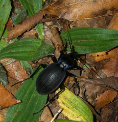 Carabus sylvosus