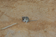 Marmosa murina