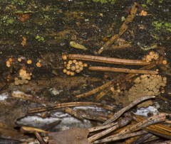 Cribraria argillacea