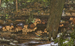 Cribraria argillacea