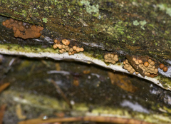 Cribraria argillacea