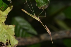 Idolomorpha lateralis