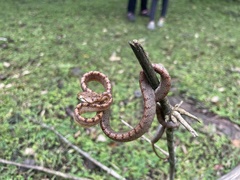 Boiga